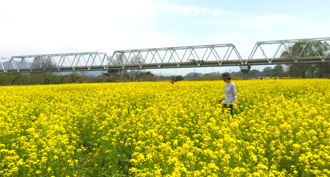 小布施の菜の花