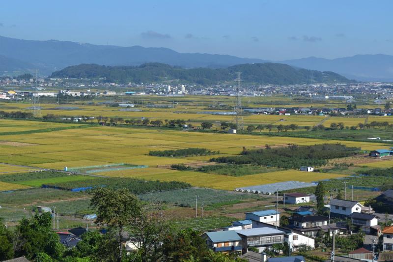 高台から延徳田んぼを見る