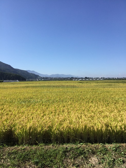 延徳田んぼから小布施中心方面を望む