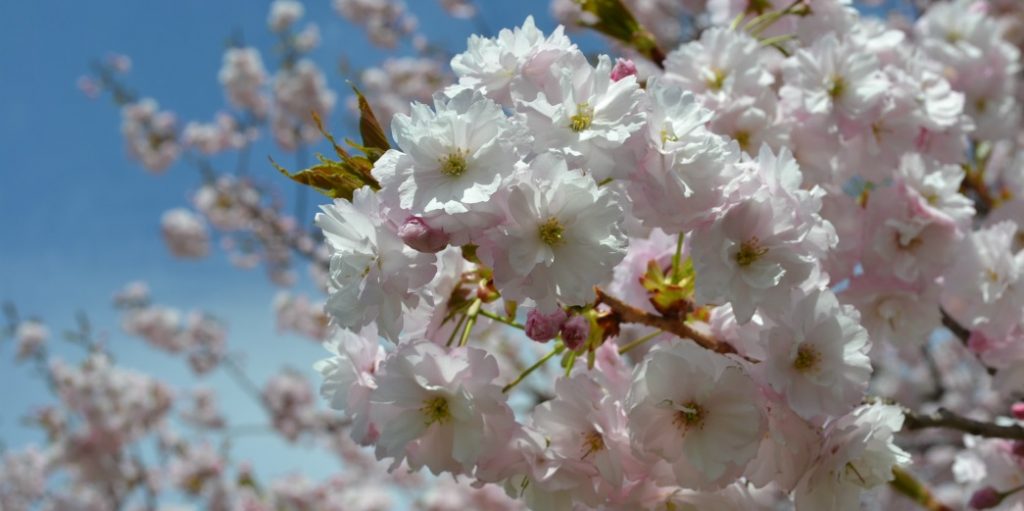 小布施堤防の八重桜