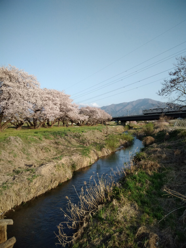 須坂村山の桜と長野電鉄