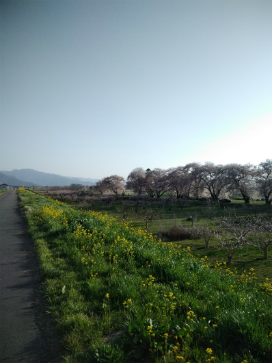 須坂相之島大きな桜