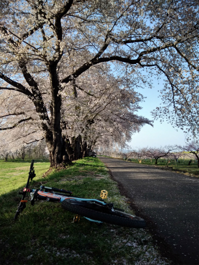 須坂相之島桜