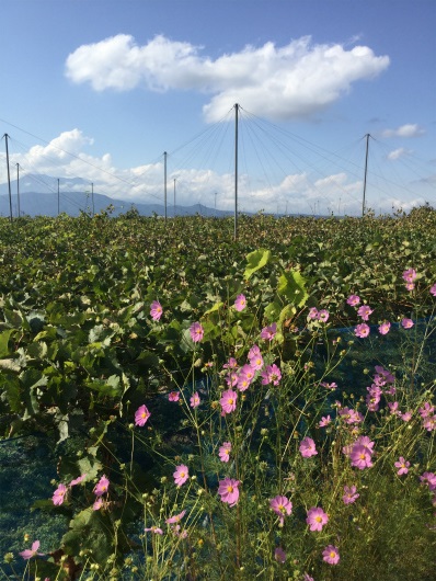 須坂へサイクリング