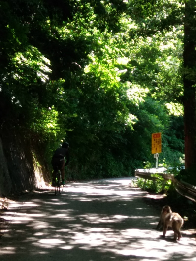 渋温泉車道のサル