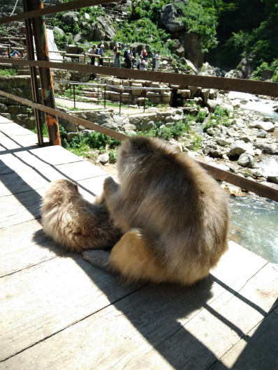 野猿公苑サルの背中