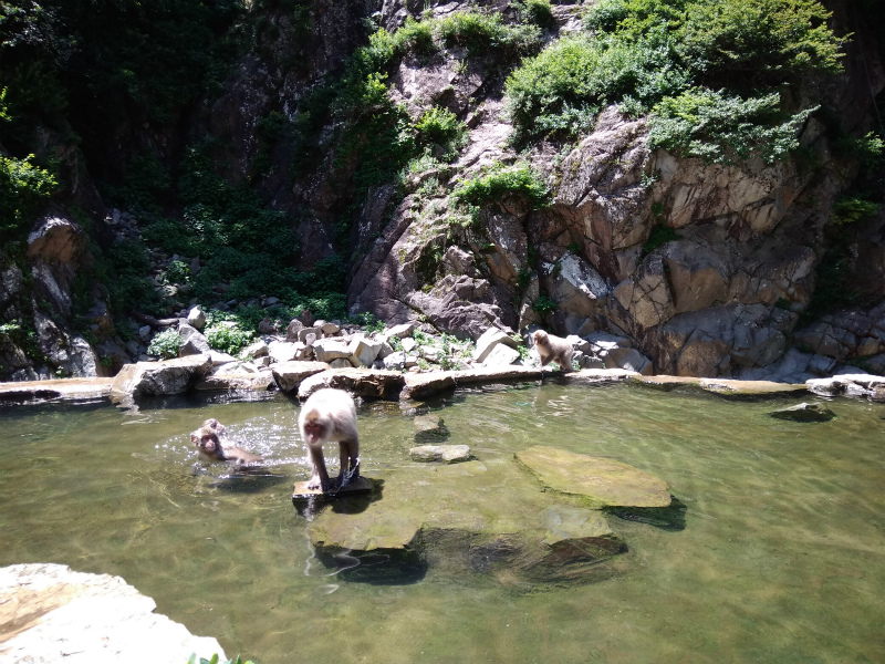 温泉のサル