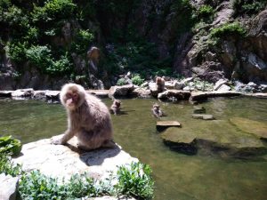 山ノ内町スノーモンキーパークのサル