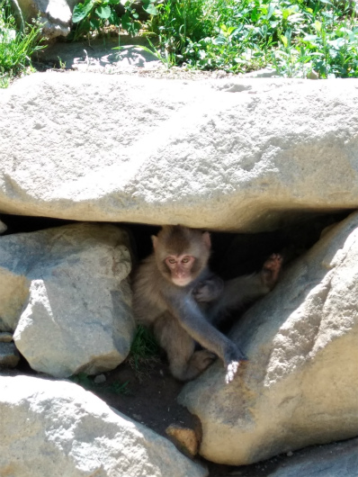 岩の中のサル