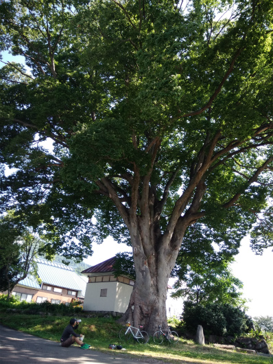 飯山巨木