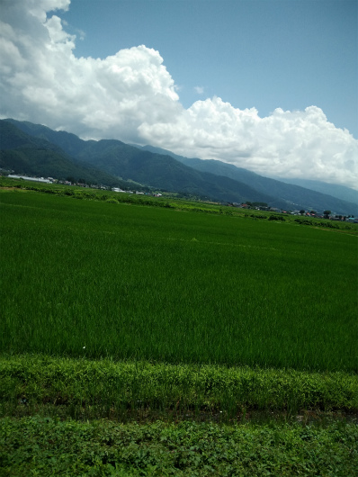 飯山の田んぼ