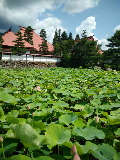 木島平村稲泉寺ハス