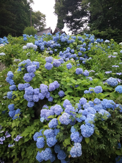 飯山あじさい寺のあじさいウォール