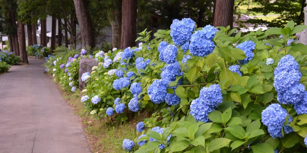 飯山あじさい寺高源院ロードライド