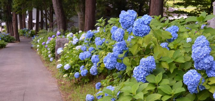 飯山あじさい寺高源院ロードライド
