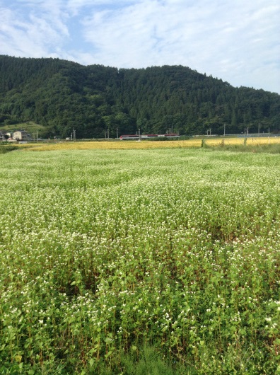 小布施の蕎麦畑