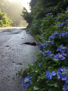 紫陽花ロードをサイクリング