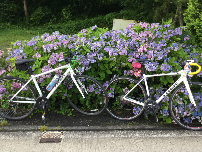 山田温泉の紫陽花と自転車