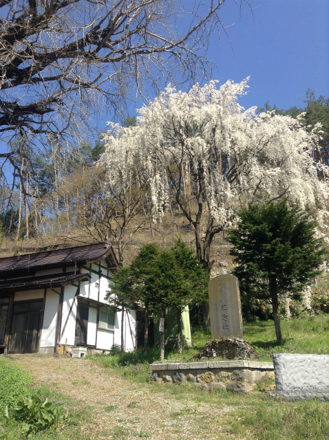 須坂豊丘洞入観音堂の桜