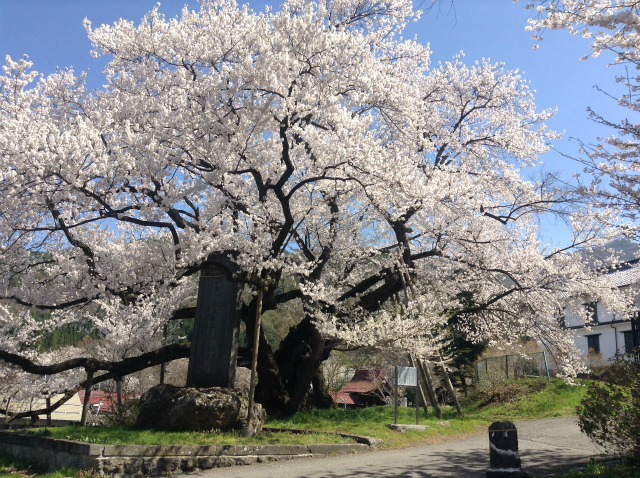 豊丘延命地蔵堂の桜