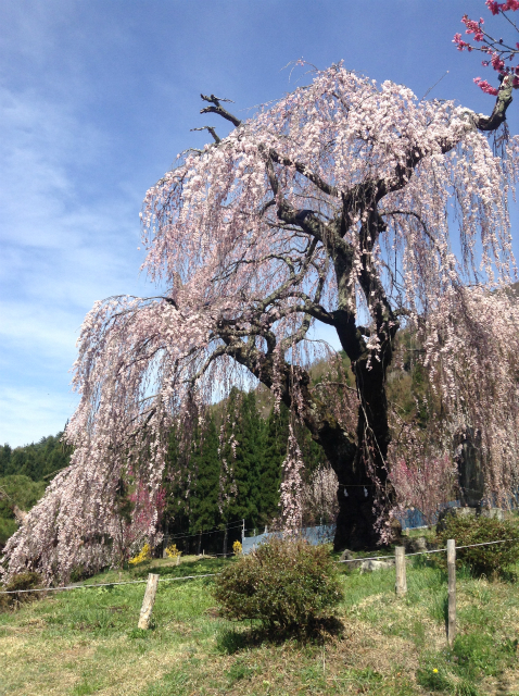 豊丘弁天さんの枝垂れ桜