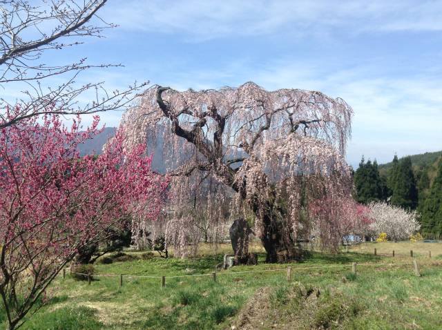 豊丘弁天さんの枝垂れ桜