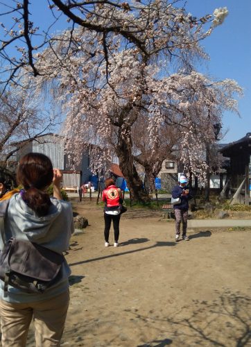 臥竜公園の桜