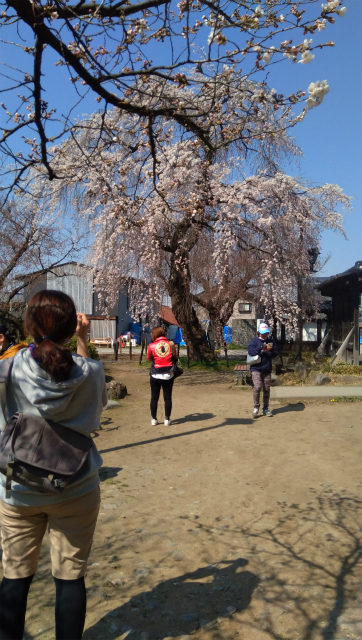 臥竜公園の桜