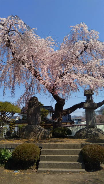 須坂臥竜公園秋葉社の桜