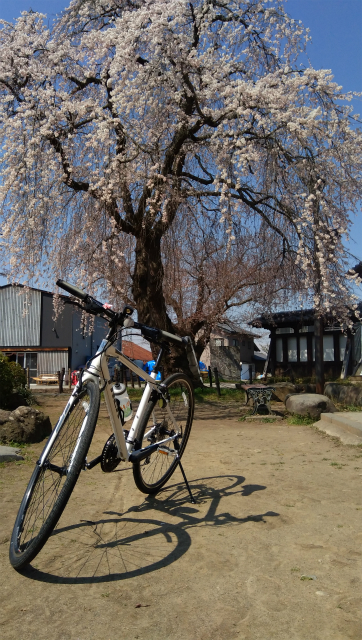 臥竜公園の桜とクロスバイク