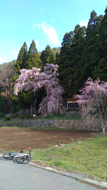 須坂大日向の夫婦桜