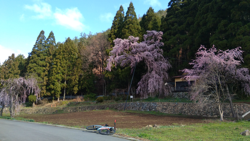 須坂大日向夫婦桜