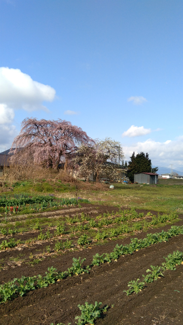 須坂夫婦桜横