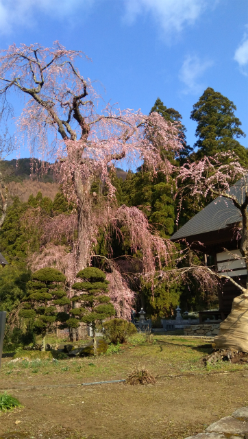 長妙寺の桜