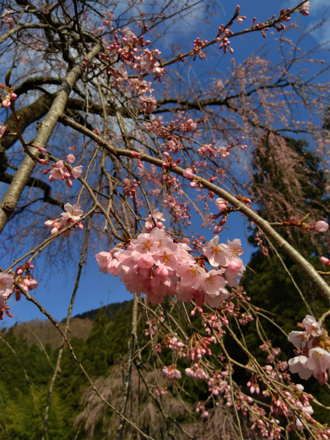 枝垂れ桜