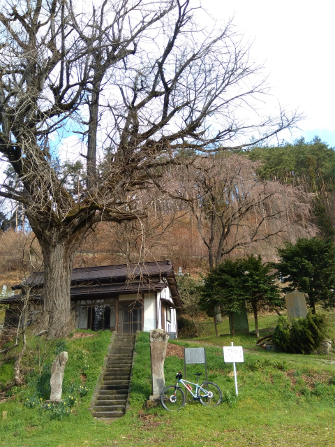 須坂豊丘洞入観音堂の桜