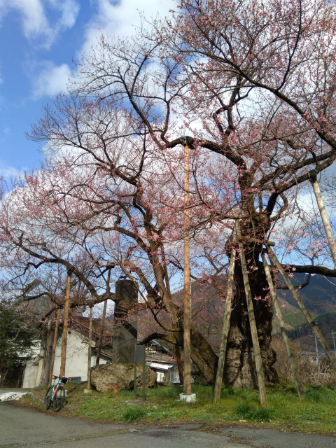 須坂豊丘延命地蔵堂の桜