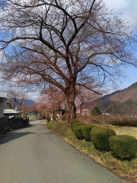 須坂豊丘延命地蔵堂の桜