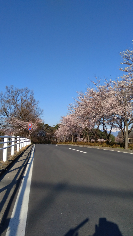 須坂看護学校横桜並木