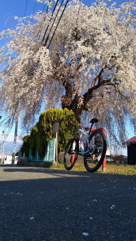 須坂屋部町枝垂れ桜