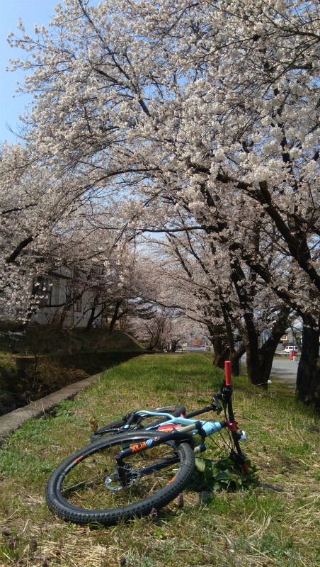 須坂温泉の桜