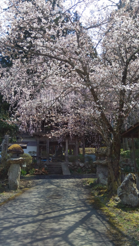 須坂蓮生寺の桜