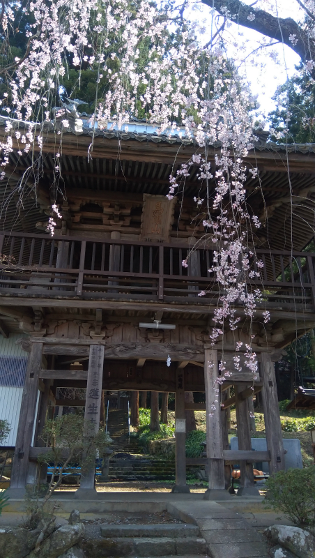 蓮生寺の桜