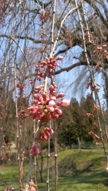 枝垂れ桜つぼみ