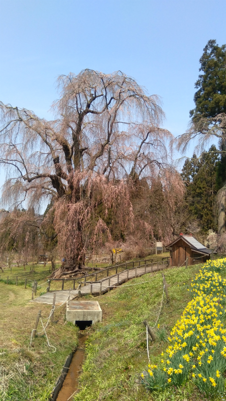 水中の枝垂れ桜