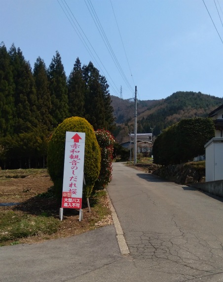 赤和観音の枝垂れ桜へ行く道