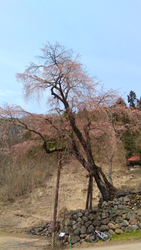 赤和観音の枝垂れ桜