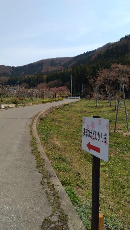 高山村黒部のエドヒガン桜看板