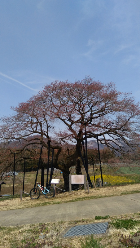 高山村黒部のエドヒガン桜