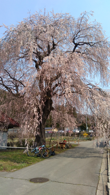 高山村中塩の枝垂れ桜